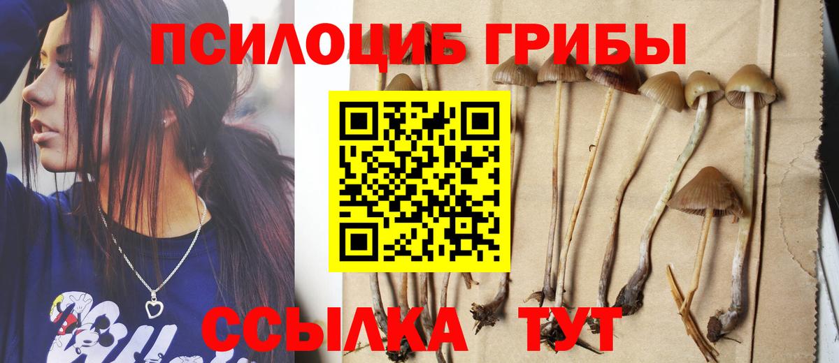 Псилоцибиновые грибы Psilocybe Королёв